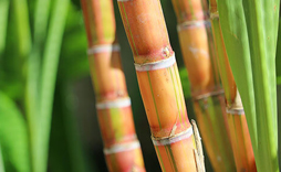 Biostimulant fertilizers for sugarcane